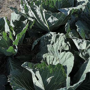 Food for thought: vegetables, such as these giant Brunswick winter cabbages, can thrive in a former lawn area.