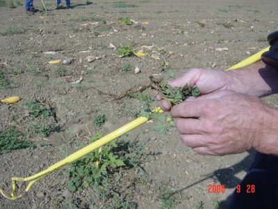 Weed Twister vs Mallow UC Davis