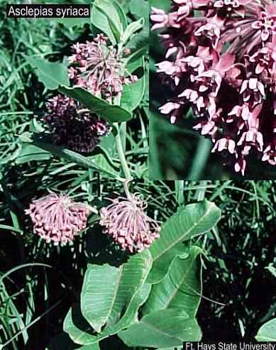 asclepias syriaca USDA