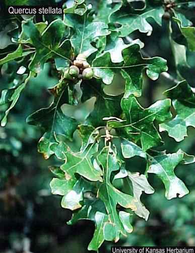 quercus stellata USDA