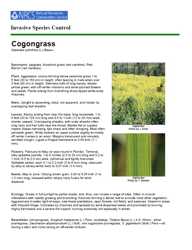 Invasive Species Control Cogongrass Imperata cylindrica